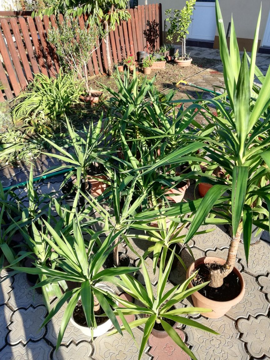 Yucca plante ornamentale de apartament Timisoara