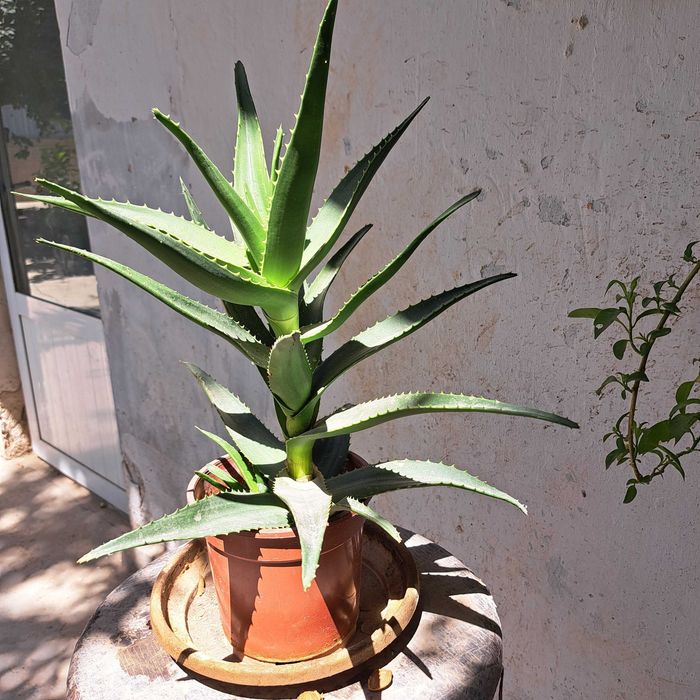 Алоэ большой куст