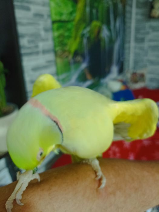 Vând papagal Micul Alex