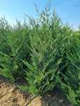 Leylandy 1-3 m oferim transport si plantat în toată tara