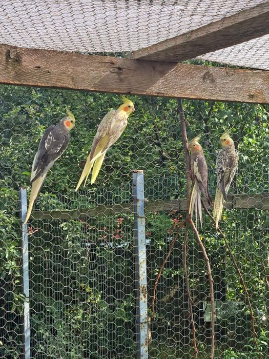 Papagali Perusi/Nimfe