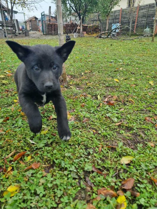 Ofer spre adopție căței