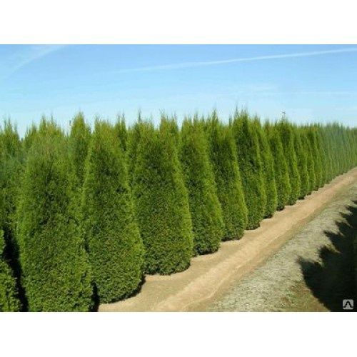 ОТ ПИТОМНИКА Туя смарагд, Ландшафтныйдизайн,руллоныйгазон, ель голубая