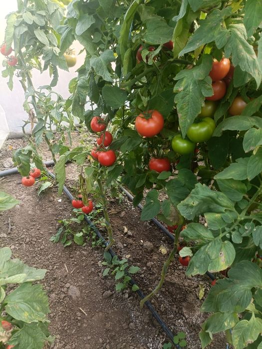 Rosii bio de vanzare