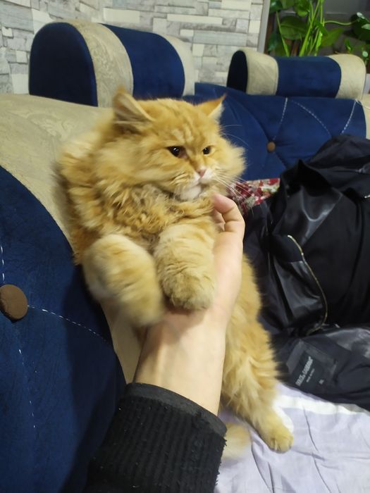 Strayt ogil bola taxminan 7 oyli