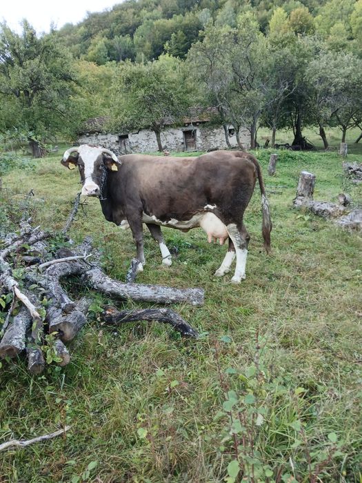 Vând vaca cu vitel