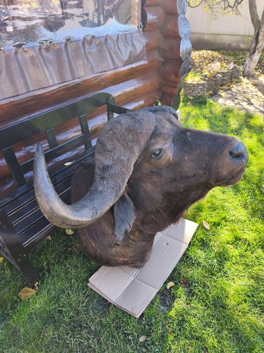 Bust naturalizat Bivol koopf