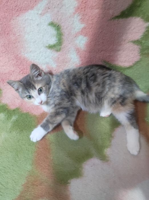 Котёнок 3,5месяца , девочка
