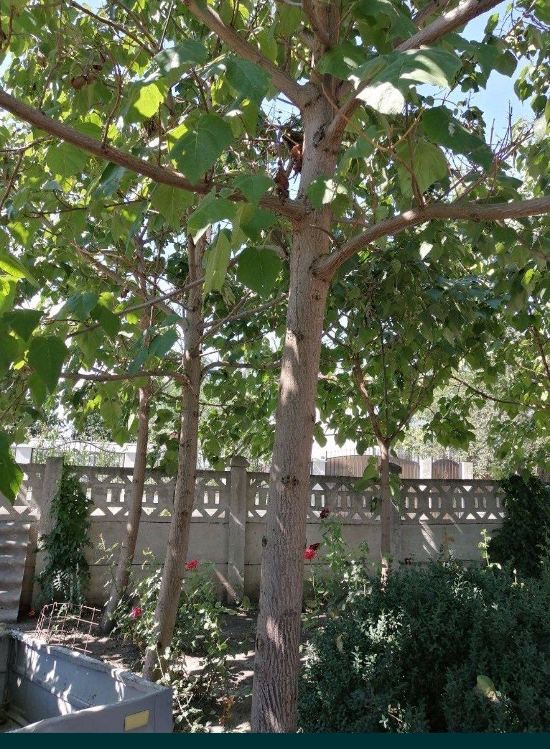 Paulownia 1 an, butași sau cu înălțimea de 1,5 m