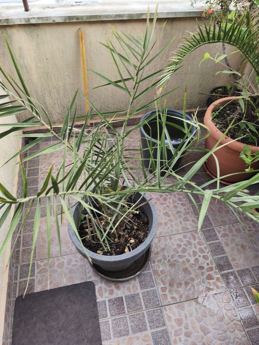 Палми.    финикови