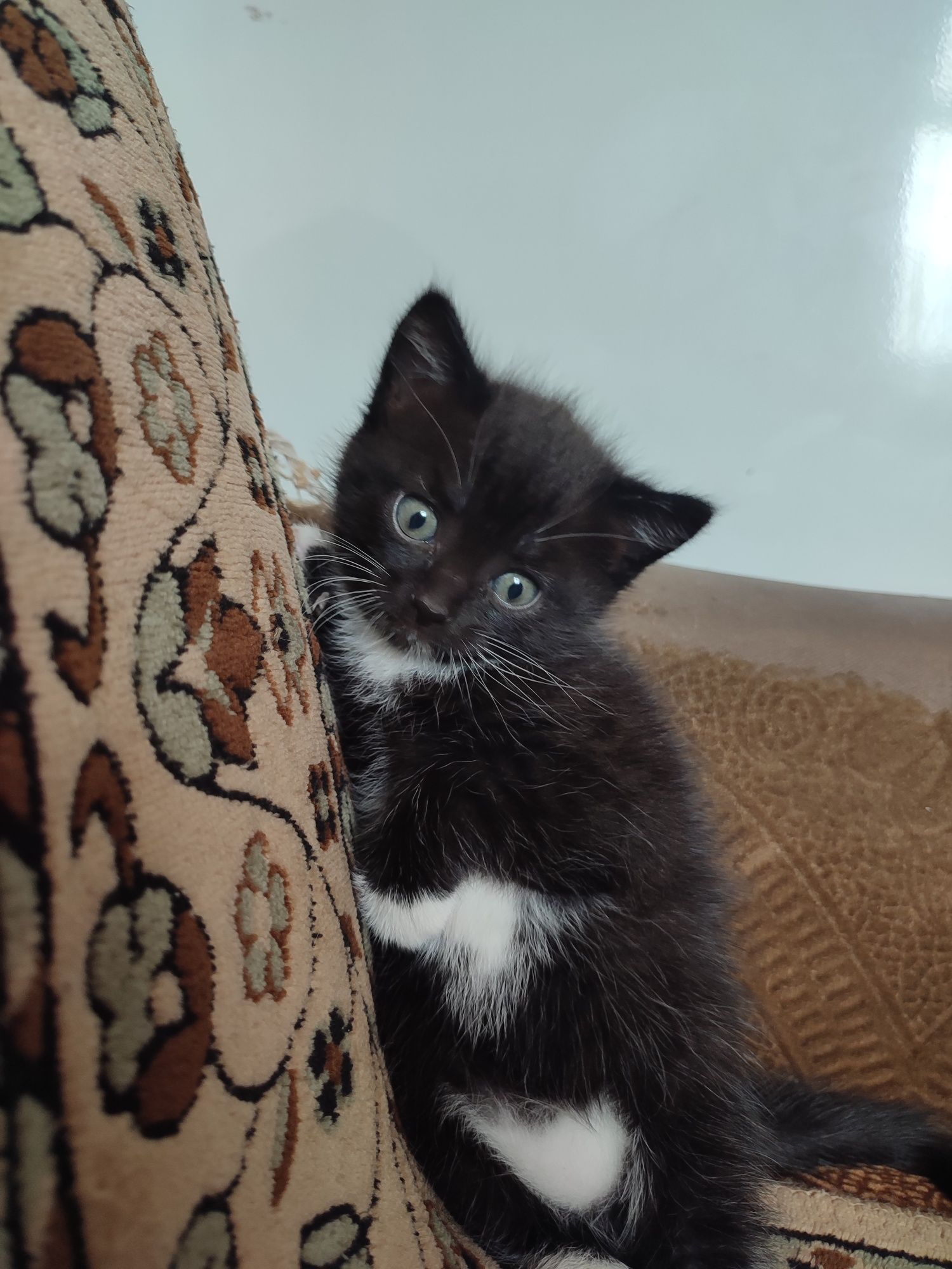 Котенок девочка.