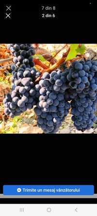Vând struguri de vin diferite soiuri se transformă în toată țara