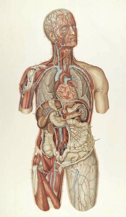 Anatomie si chimie cu sens- predate cu rabdare, explicate cu pasiune!