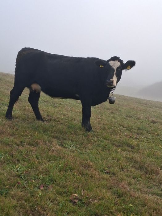 Vănd vaca gestantă in 7 luni