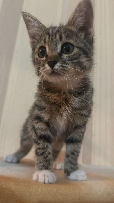 Котёнок кошка кот мысык