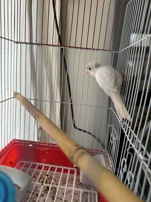 Kanareyka modalar sotiladi jami 3ta donasi 200 sirochni sotiladi