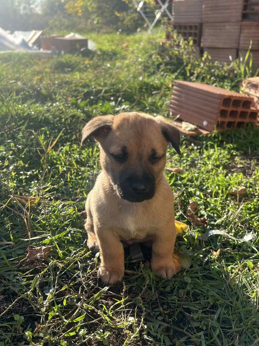 Подарявам кученца