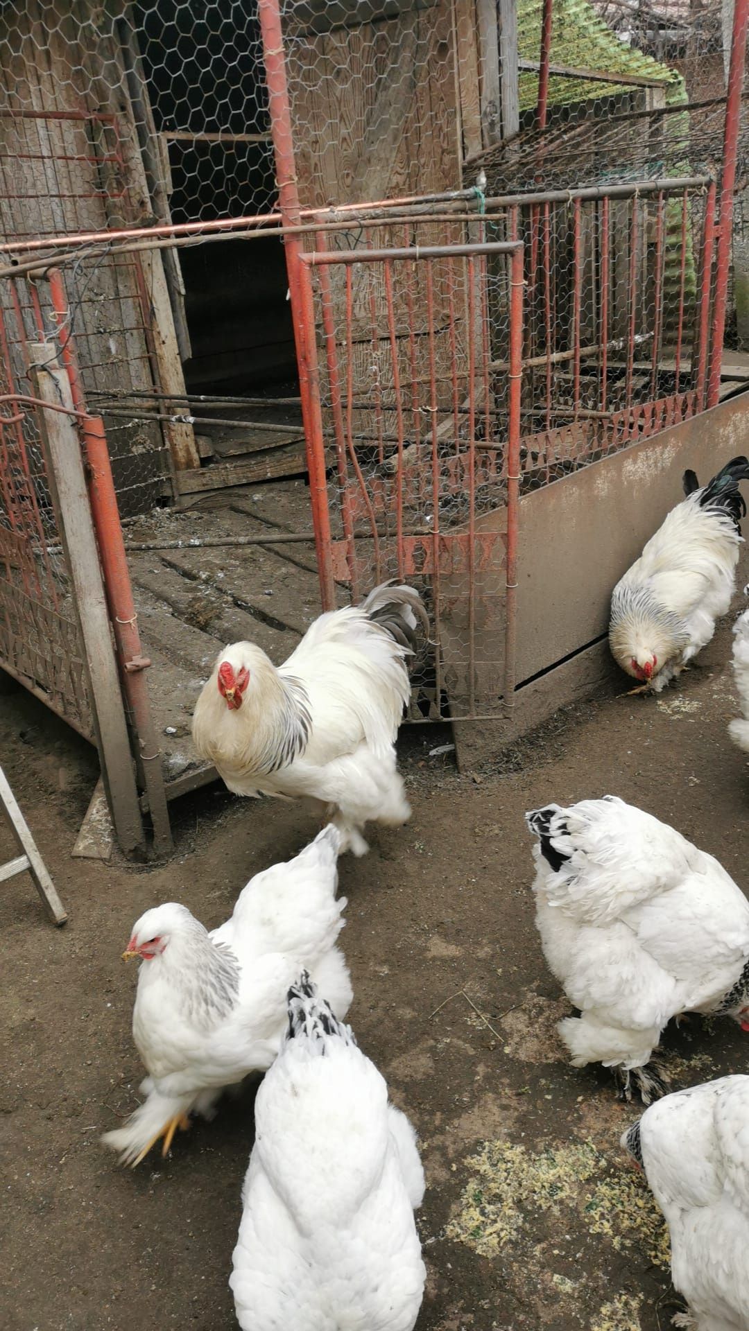 Oua Pentru Incubat Rasa Gaini Wyandotte si Brahma Herminad Deschis