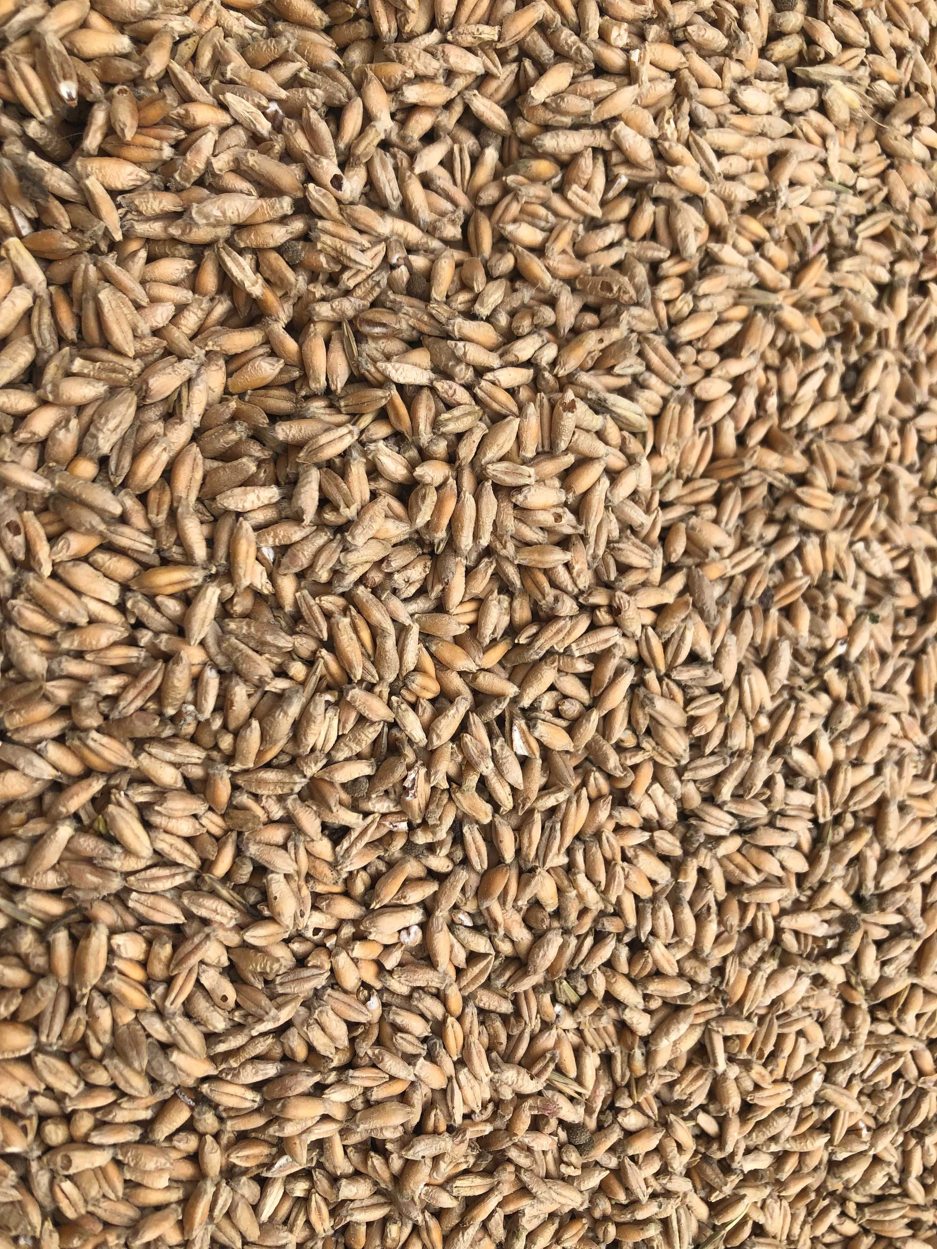 Triticale de vanzare