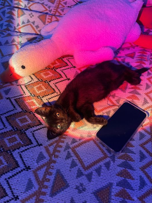Котенок бесплатно