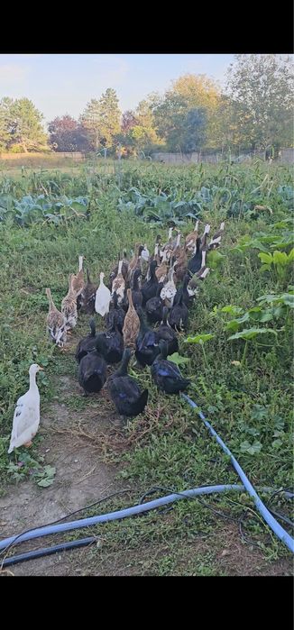 Iepuri californian, rex tricolor, panon, bibilici, rațe, oua