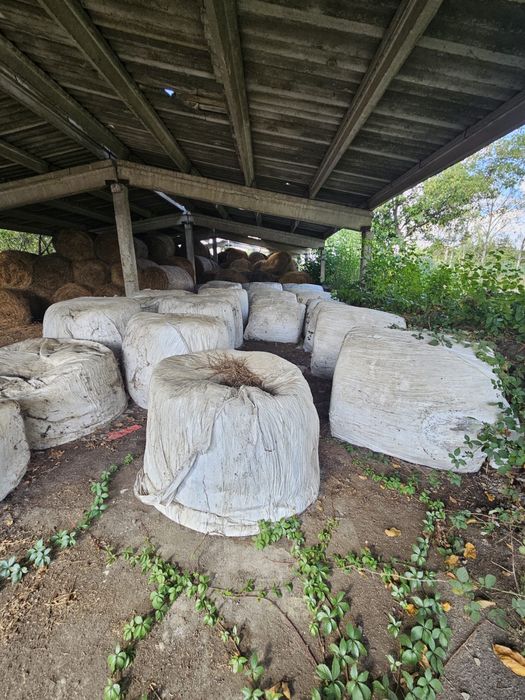 Vand baloti lucerna infoliati an 2024