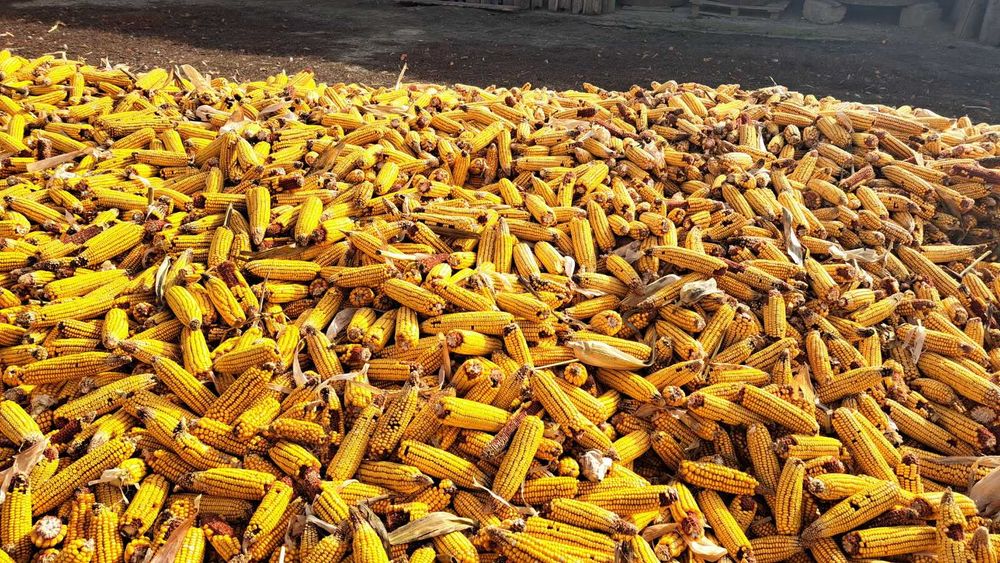 Porumb Stiuleti de Vanzare