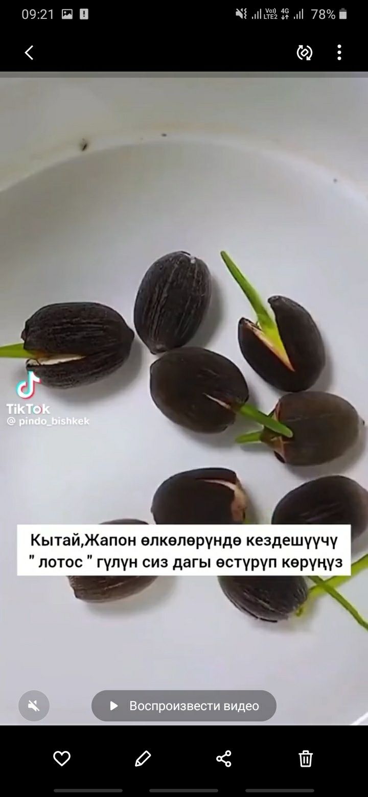 Семена Лотос, оптом 300тг ,Кызылорда