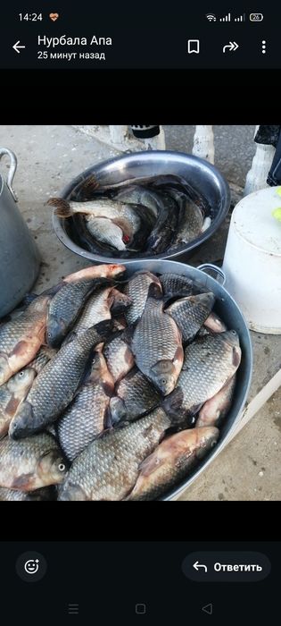 Карас, сазан балық