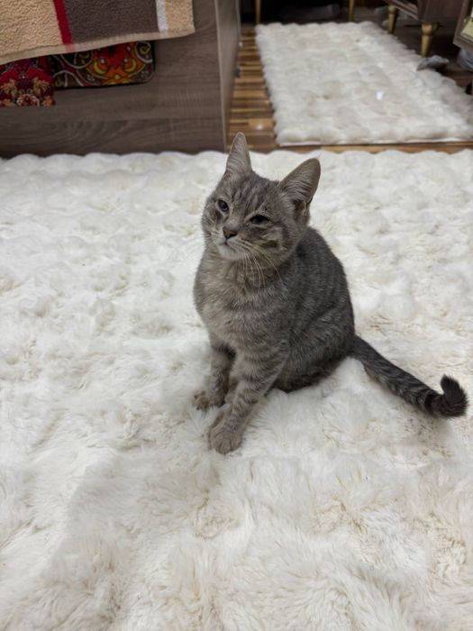 Отдам даром кошек мальчики