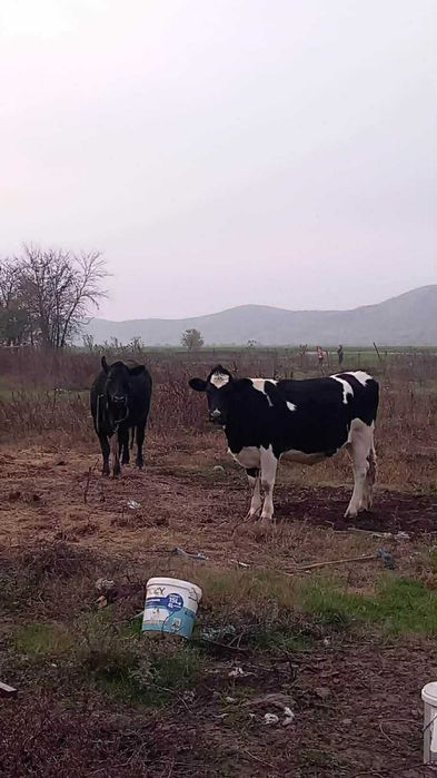 Vaci gestante tinere .