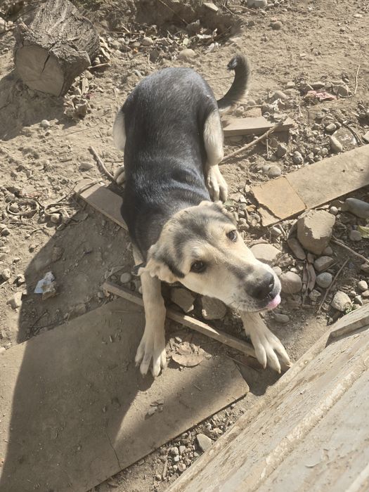 Щенок 7 месяцев, тобет, большая порода, самец