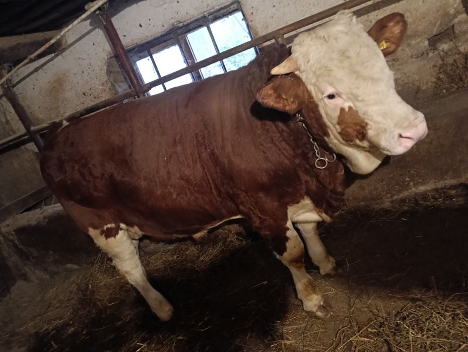 Vând vițel de 8 luni.