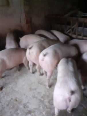 Продавам прасета и малки прасенца