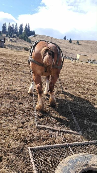 Vând iapă gestantă