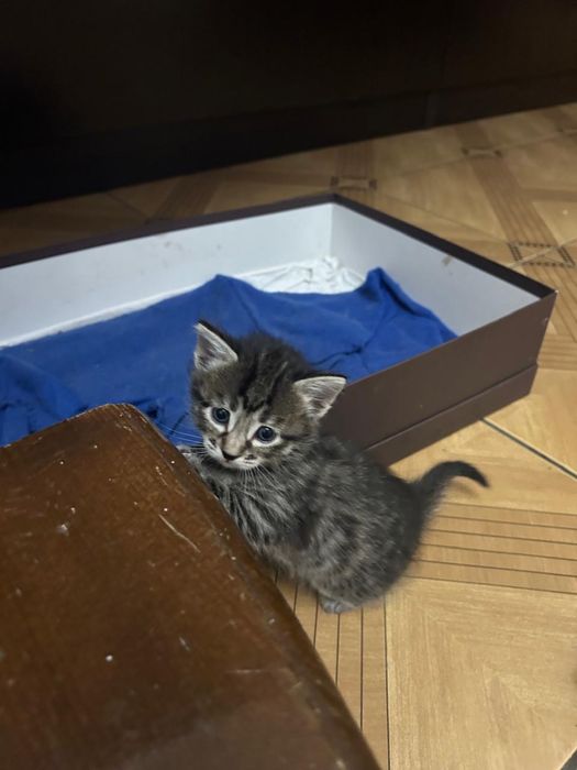 Котята бесплатно отадем в хорошие руки