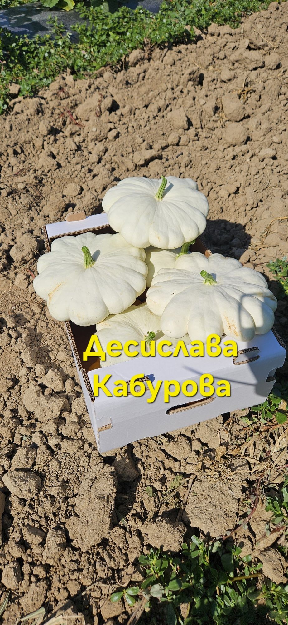 Тикви от с. Мало Конаре