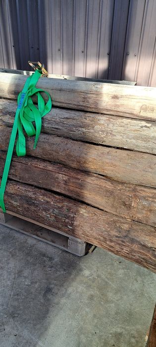 Stejar cu o vechime de peste 15 ani.