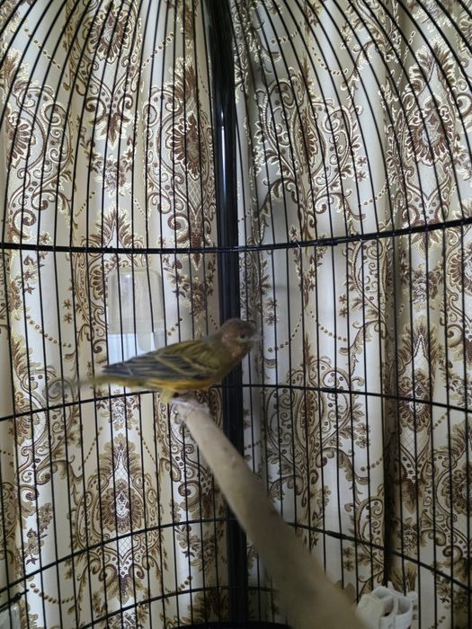 Кнарейка красное дерево