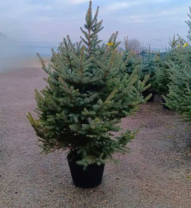 Brad la ghiveci, posibil cu plantare, caz in care garantez prinderea