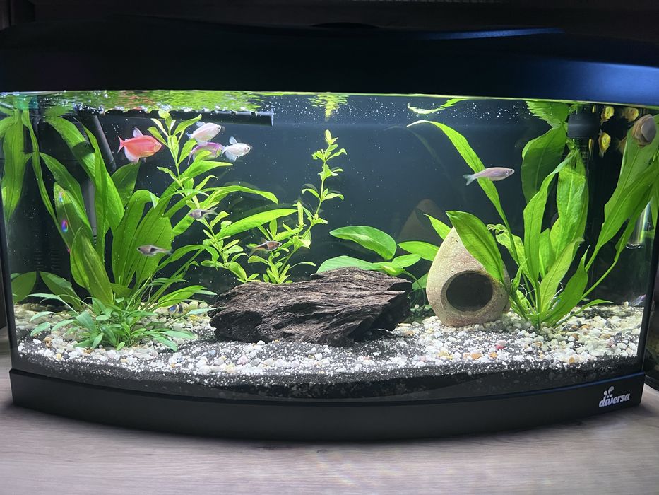 Vand acvariu cu pesti