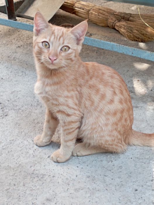 Отдам даром мальчика