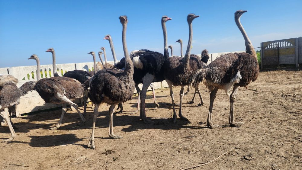 Tuyaqushlar sotiladi tuxumlaydi