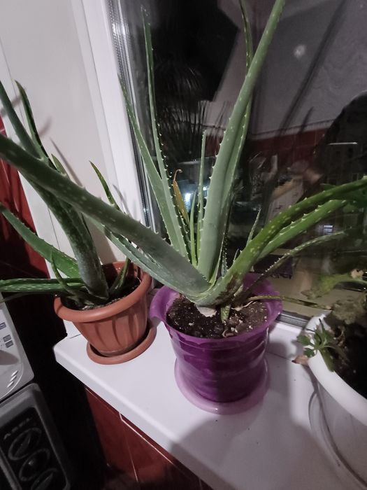 продам цветы комнатные алое вера лечебные