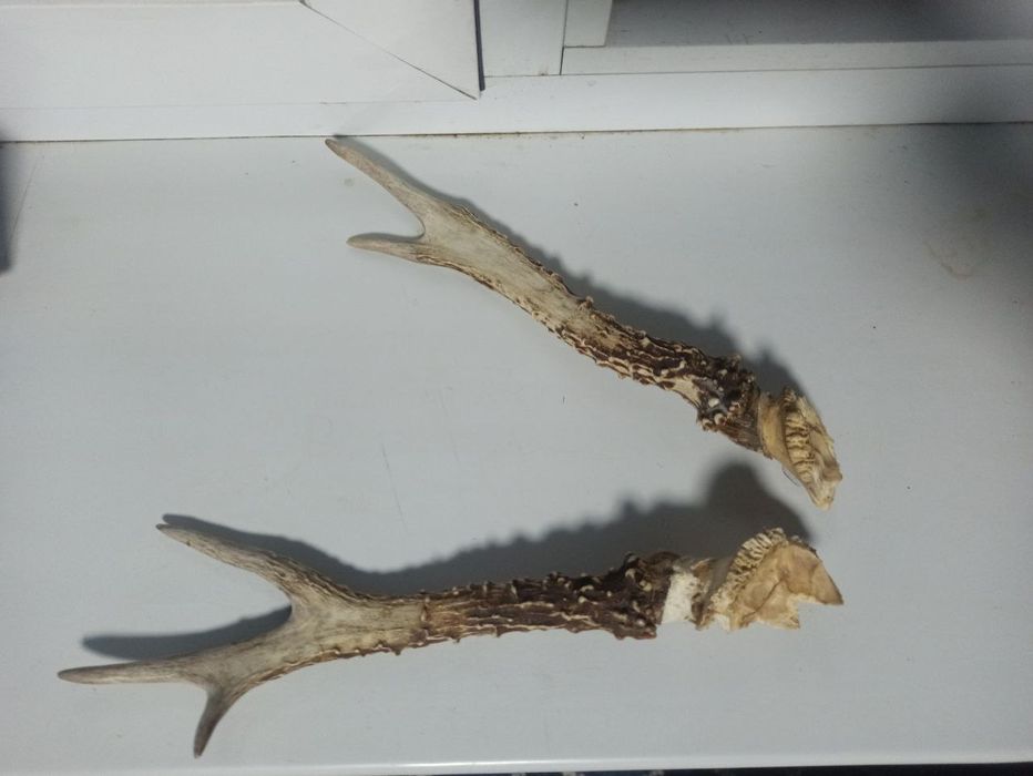 Рог олень kiyik shoxi