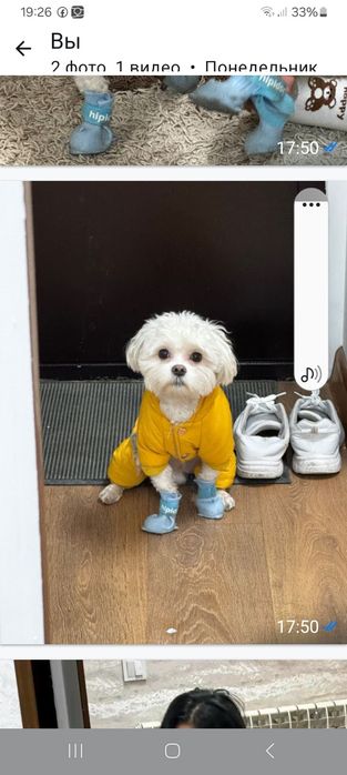 Продам мальтийскую болонку