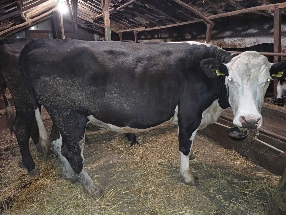 Продавам месодайни телета