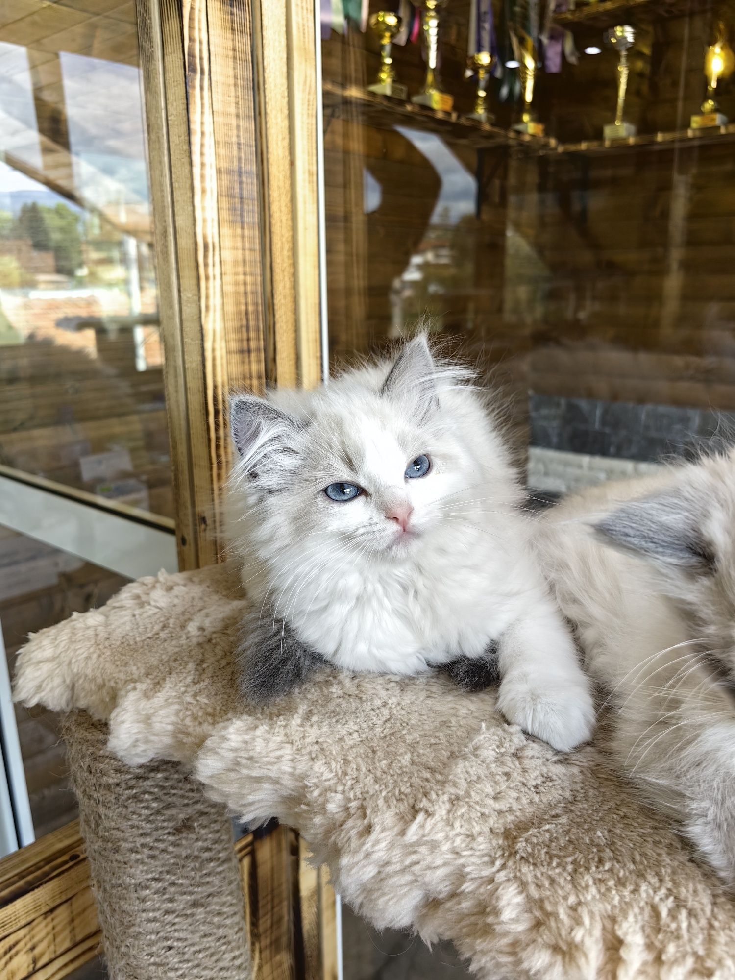Рагдол/Ragdoll/Регдол две Женски с Родословие