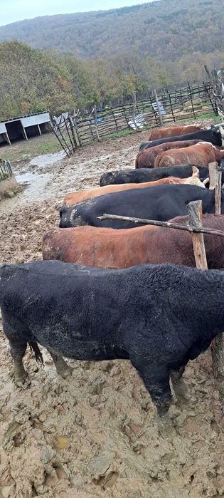 Продадени са животните