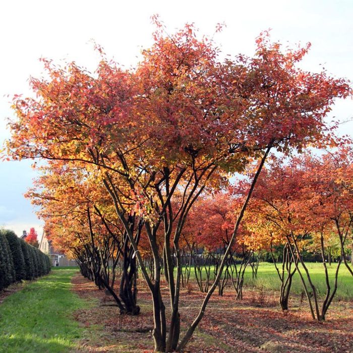 Arborele de stafide amelanchier
